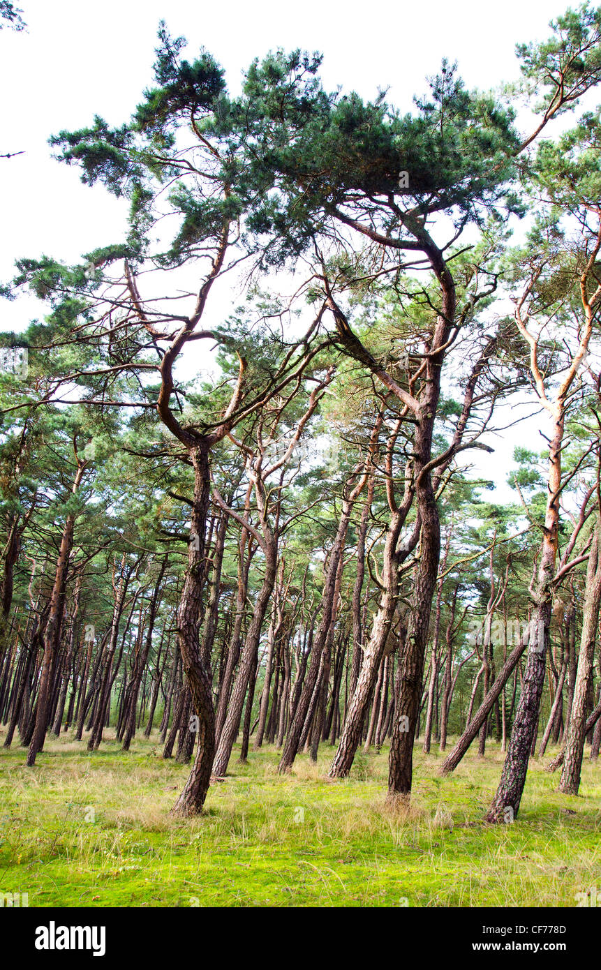 Foresta di Pini. Interessanti forme di tronchi e rami. Foresta naturale dello sfondo. Foto Stock