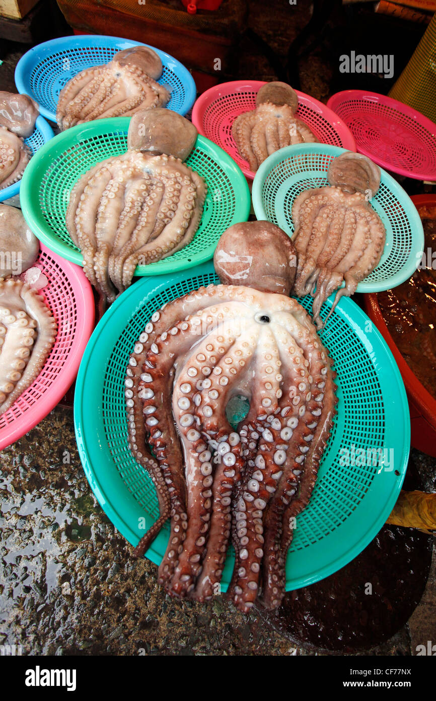 Il polpo con tentacoli e ventose in una visualizzazione a base di pesce in Jagalchi Mercato del Pesce di Busan, Corea del Sud Foto Stock