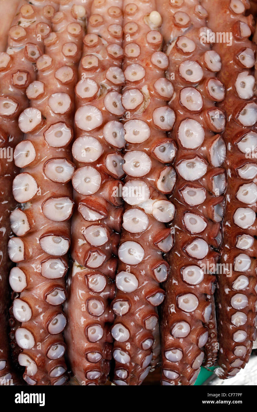 Il polpo con tentacoli e ventose in una visualizzazione a base di pesce in Jagalchi Mercato del Pesce di Busan, Corea del Sud Foto Stock