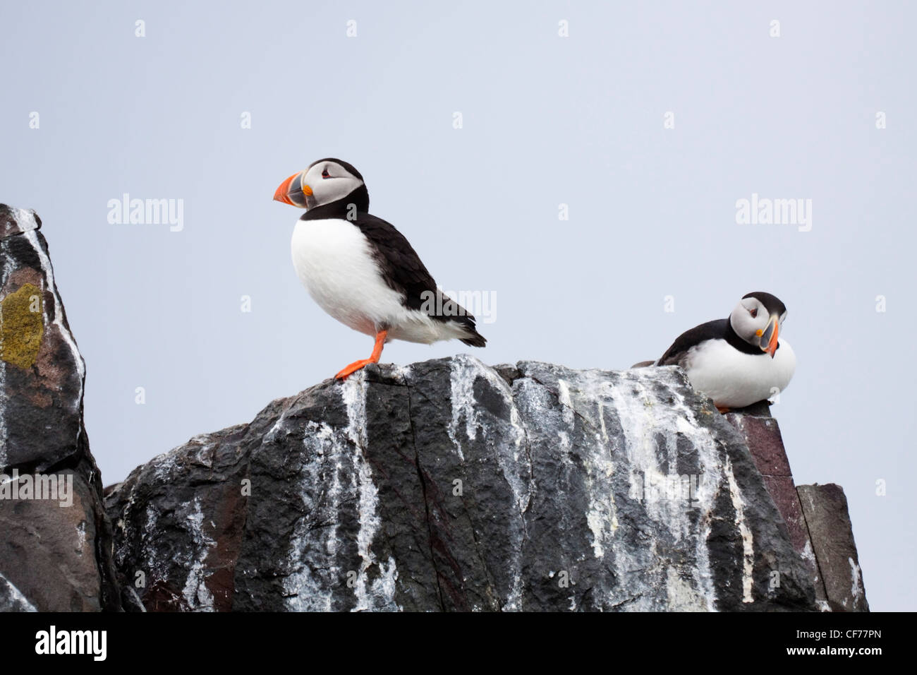 Due i puffini su un isola Foto Stock