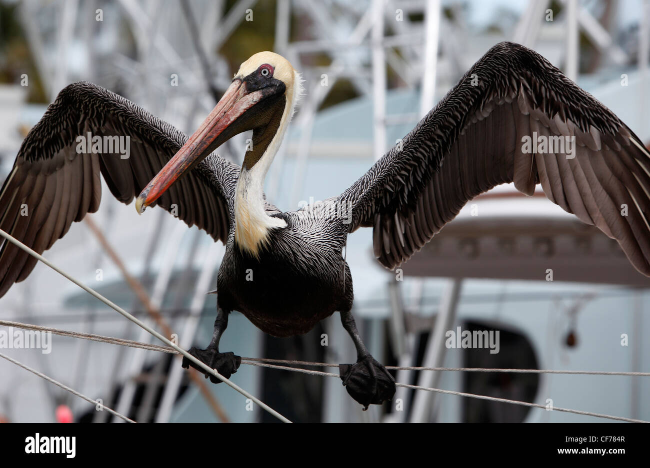 Brown pelican distende le sue ali in un marina, Fort Lauderdale, Florida Foto Stock