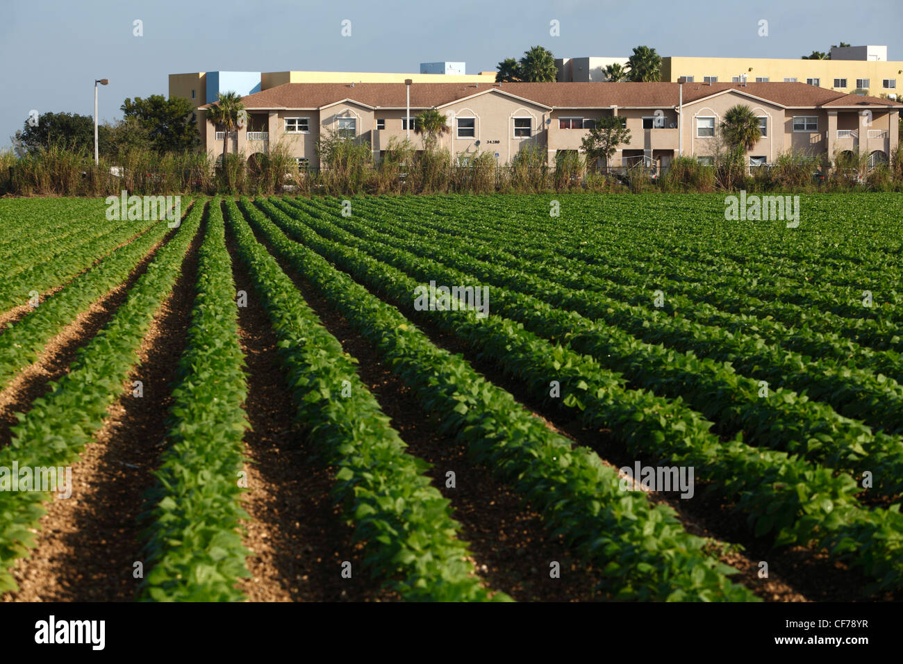 Terreni agricoli e complesso di appartamenti, Homestead, Florida Foto Stock