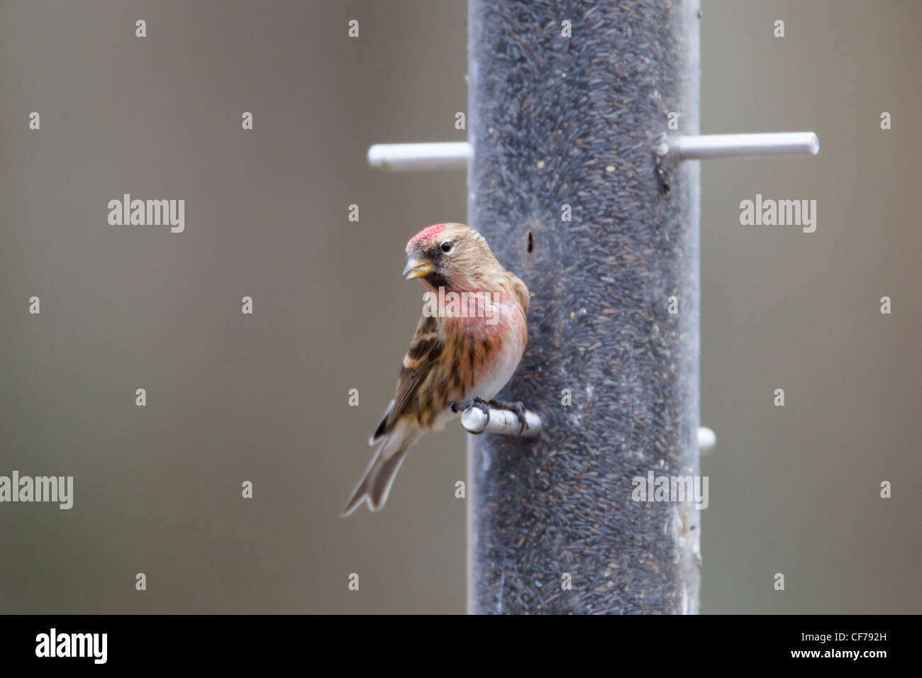 Redpoll - sul niger alimentatore di sementi Acanthis flammea Hampshire, Regno Unito BI022292 Foto Stock