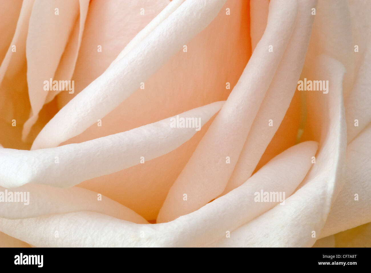 Rosa petali di rosa Foto Stock