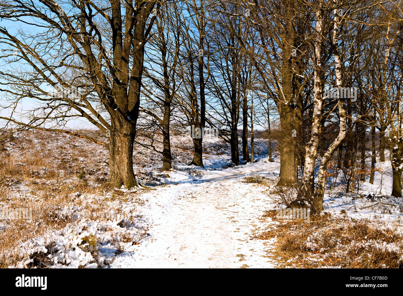 Sentiero innevato tra gli alberi della foresta di inverno Foto Stock