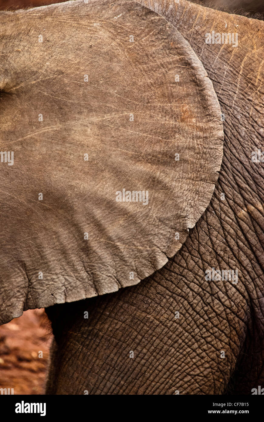 Vista laterale dell'orecchio di un elefante africano di vitello, Loxodonta africana, Sheldrick l'Orfanotrofio degli Elefanti, Nairobi, Kenya, Africa Foto Stock