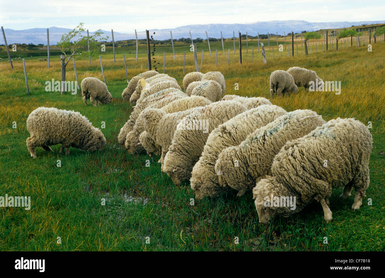 Allevamento di ovini . El Calafate, Santa Cruz provincia. La Patagonia. Argentina Foto Stock