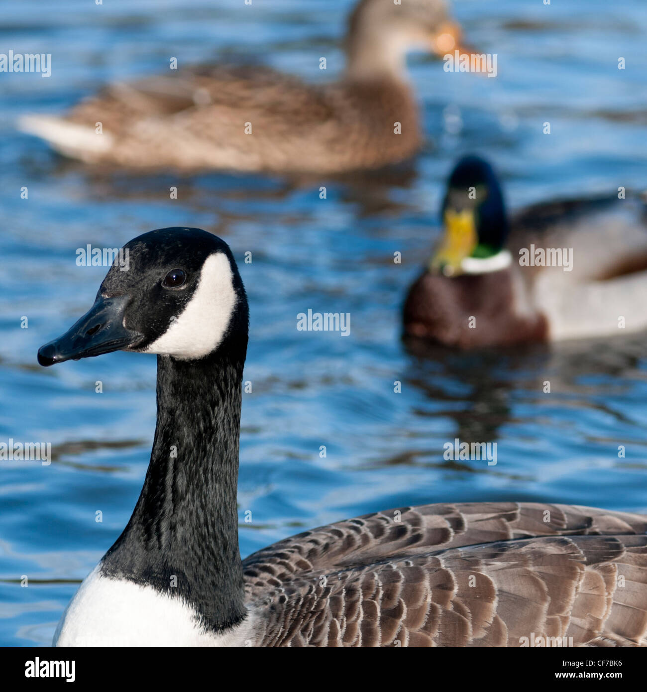 Canada Goose con un maschio e femmina le anatre domestiche Foto Stock