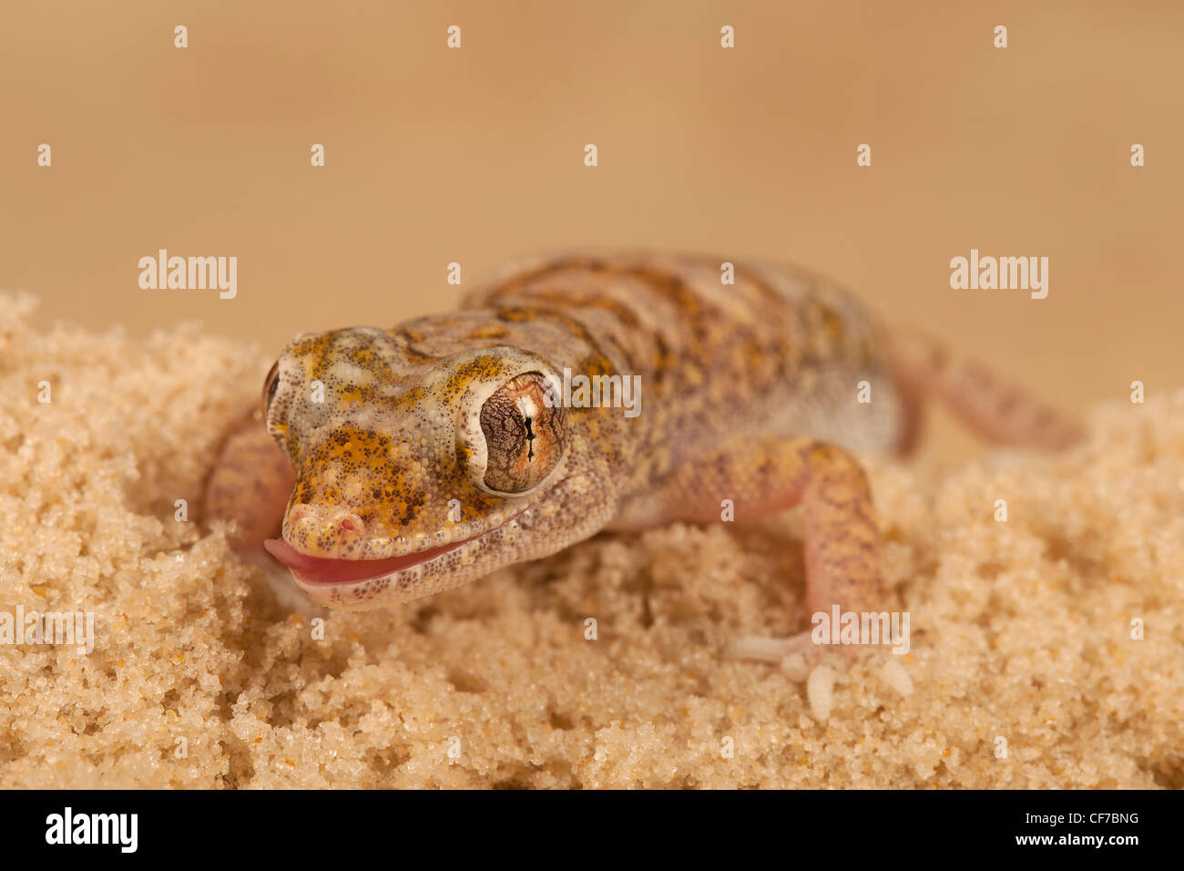 Arabian Sand Gecko Stenodactylus arabicus. Foto Stock