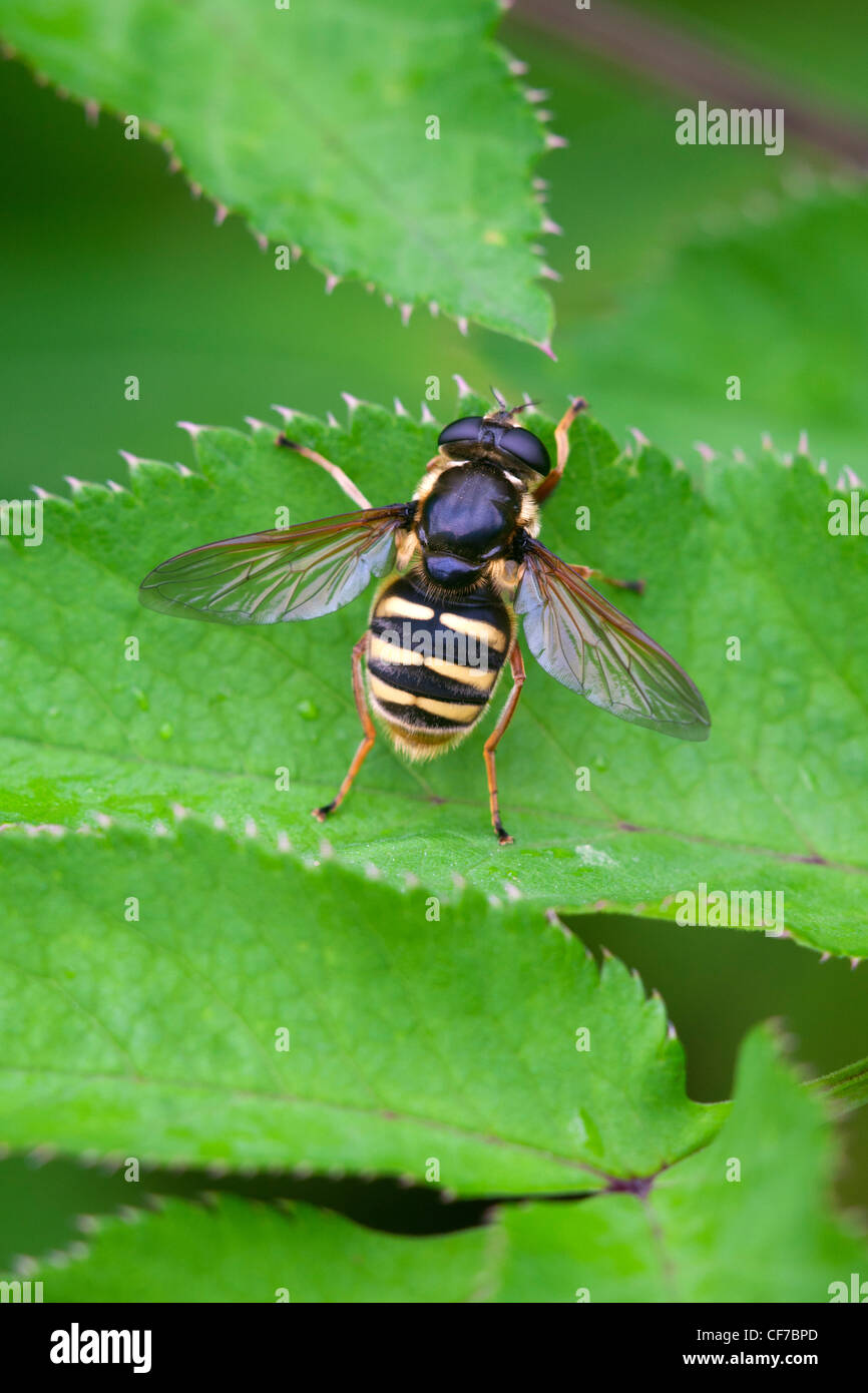 Hoverfly Sericomyia silentis adulto vola a riposo su una foglia Foto Stock