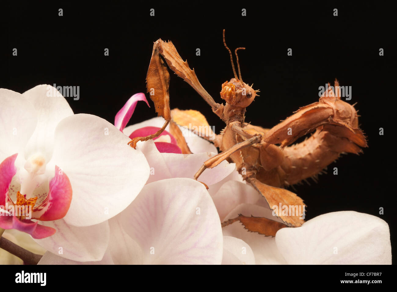 Fico d'india Stick insetto (Extatosoma tiaratum) sui fiori di orchidea Foto Stock