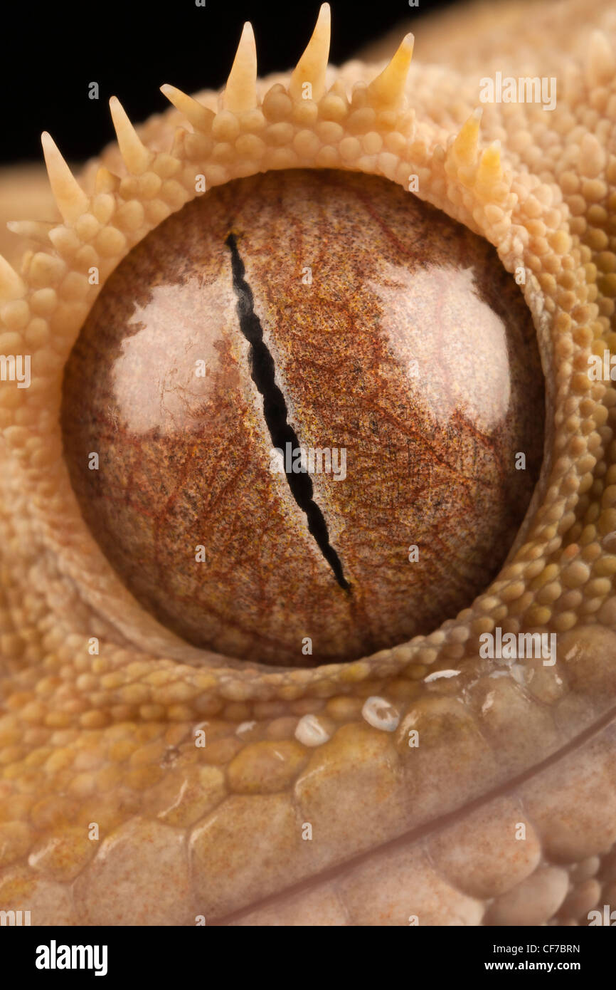 In prossimità di un occhiello da un nuovo Caledonian Crested Gecko (Rhacodactylus ciliatus). Noto anche come il ciglio Gecko. Foto Stock
