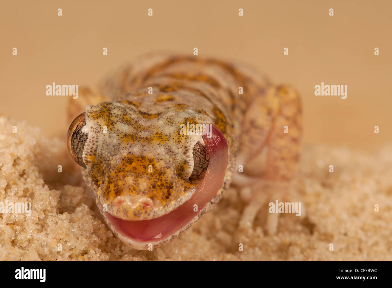 Arabian Sand Gecko Stenodactylus arabicus, leccare occhio Foto Stock