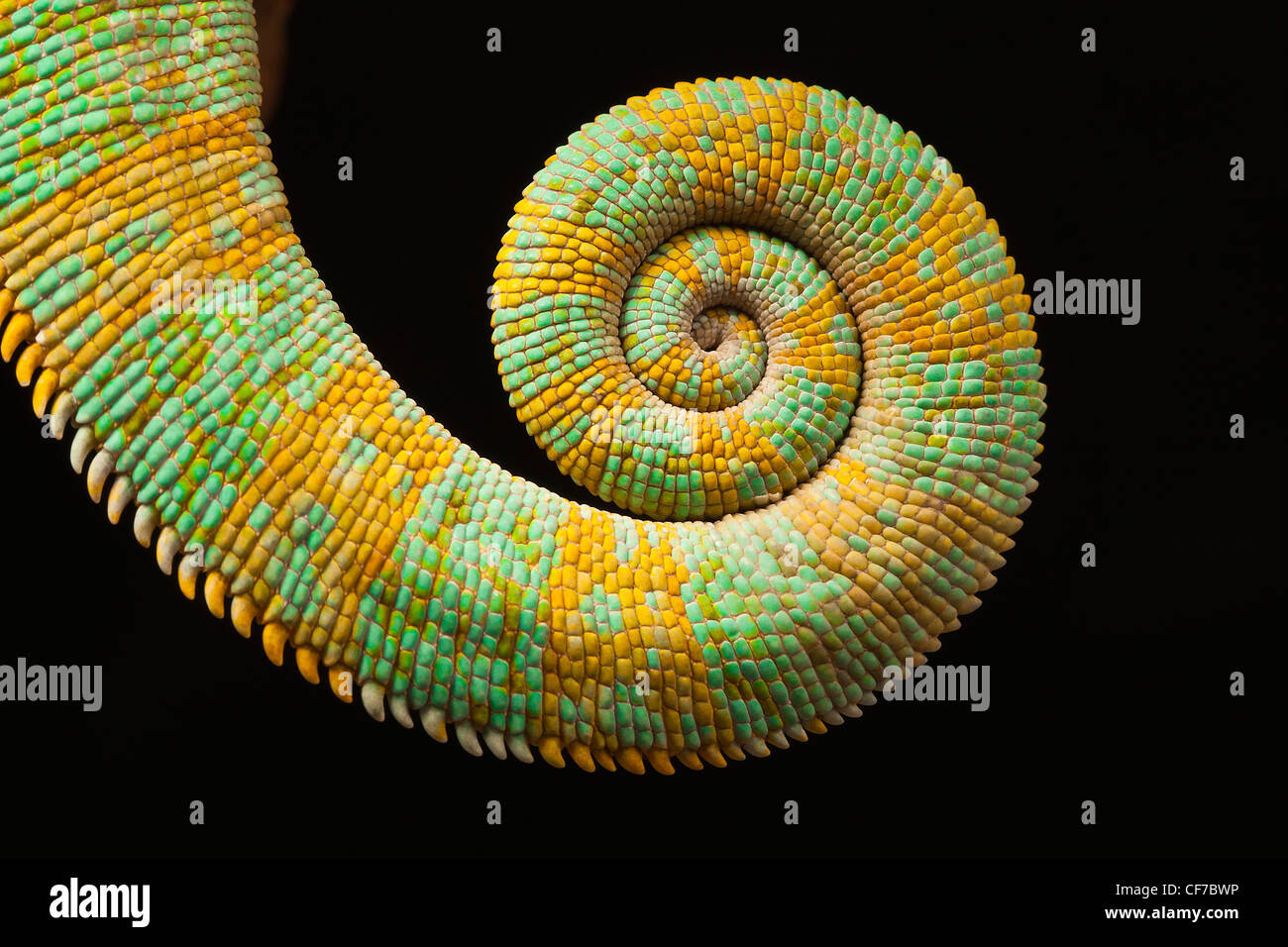La coda di una Yemen (velata) camaleonte, chamaeleo calyptratus. Foto Stock