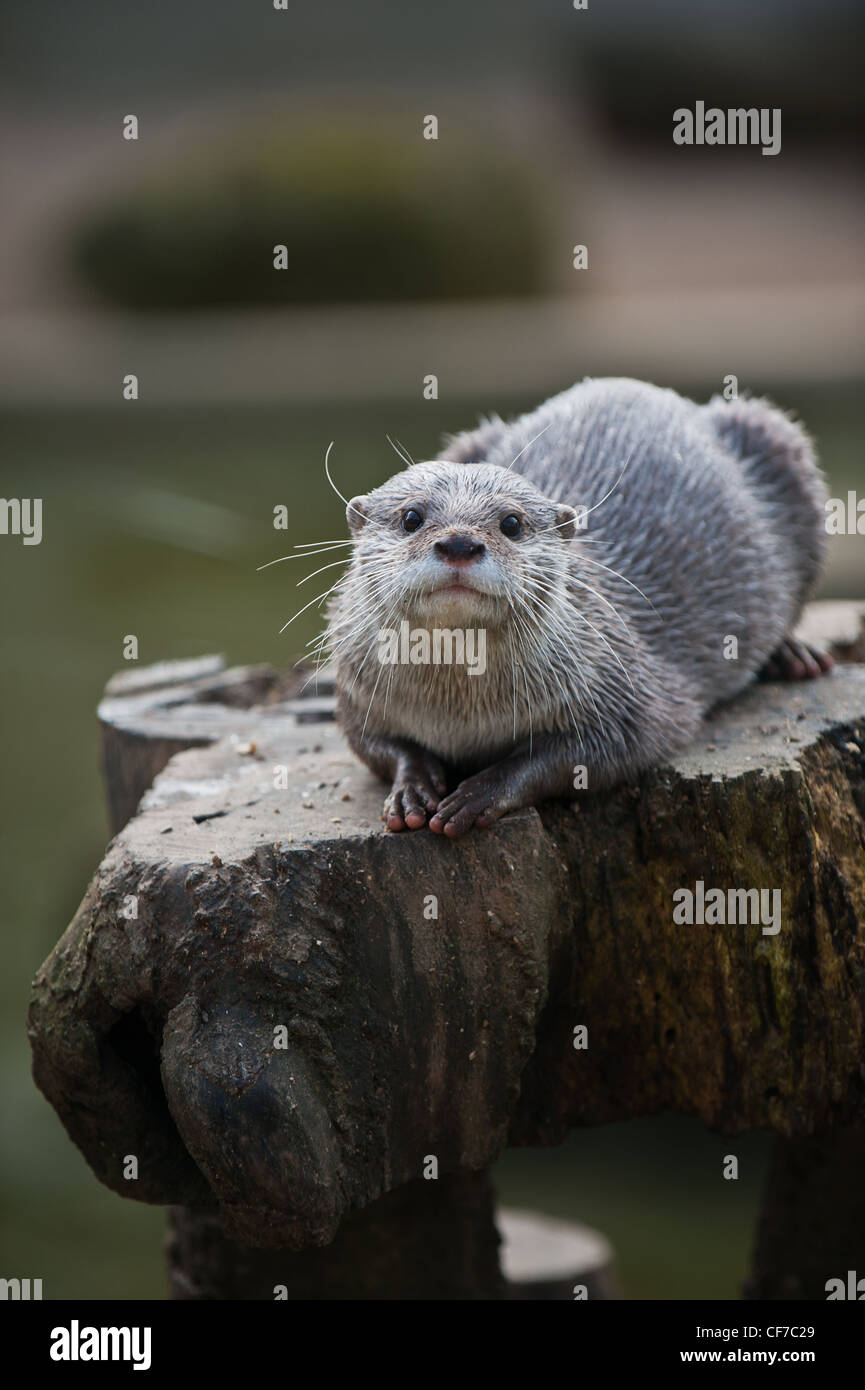 Otter al Paradise Park Wildlife Sanctuary in Cornovaglia Foto Stock