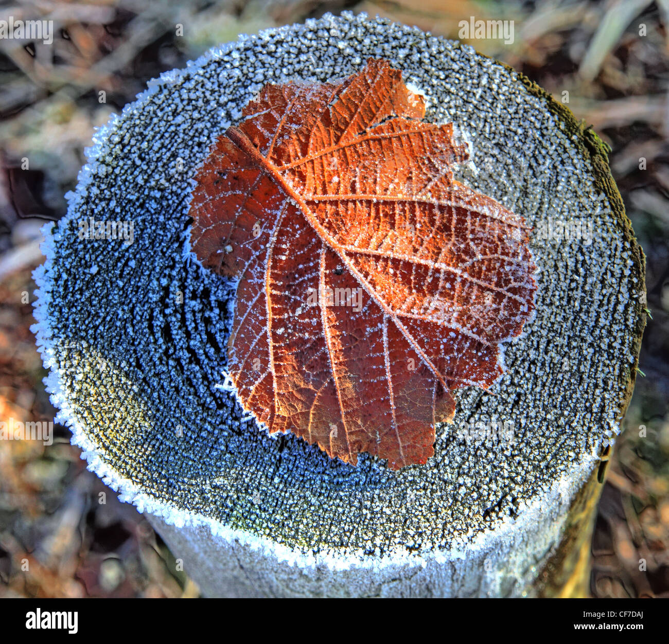 Smerigliati Autumn Leaf su un moncone in alcuni rari sole invernale, Marbury country park, Northwich, Cheshire England Regno Unito Foto Stock