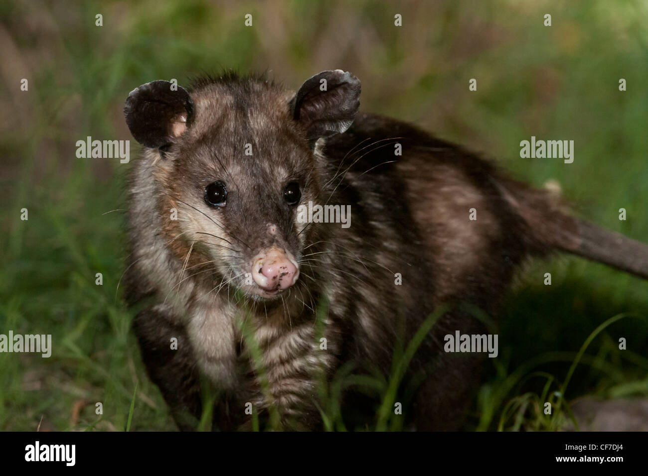 Virginia opossum di notte in Texas Foto Stock