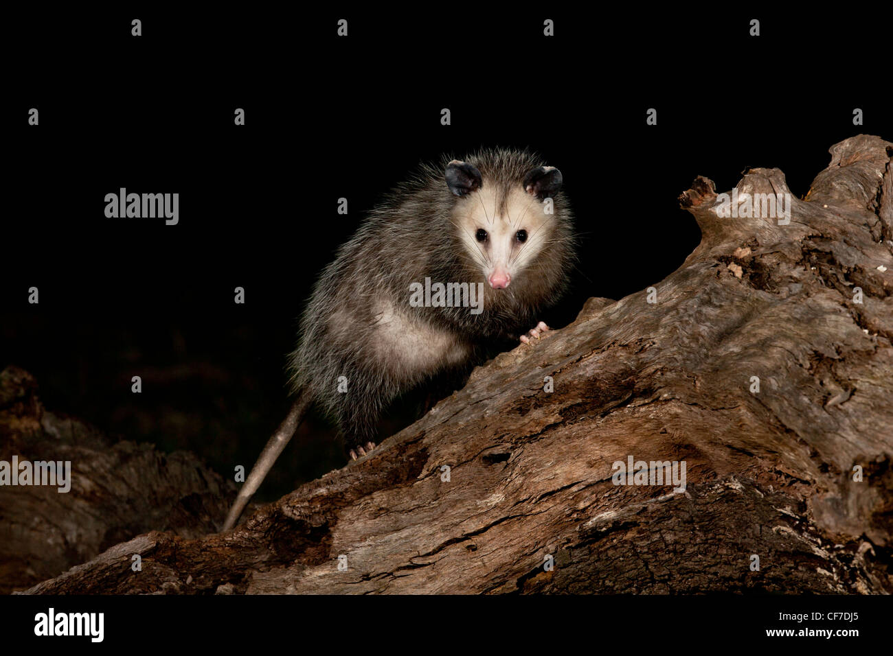 Virginia opossum di notte in Texas Foto Stock