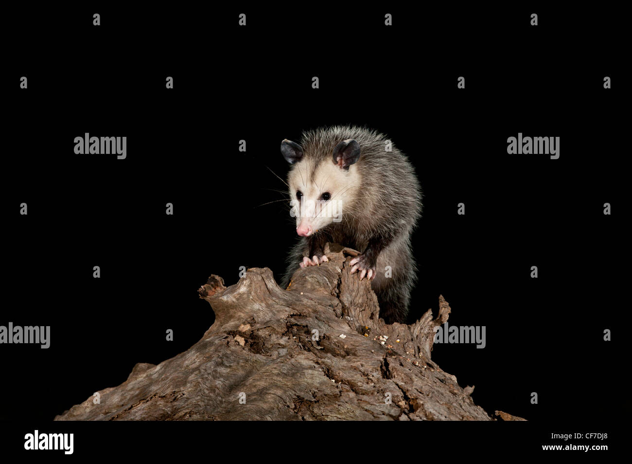 Virginia opossum di notte in Texas Foto Stock