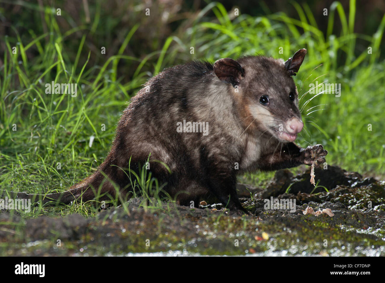 Virginia opossum di notte in Texas Foto Stock