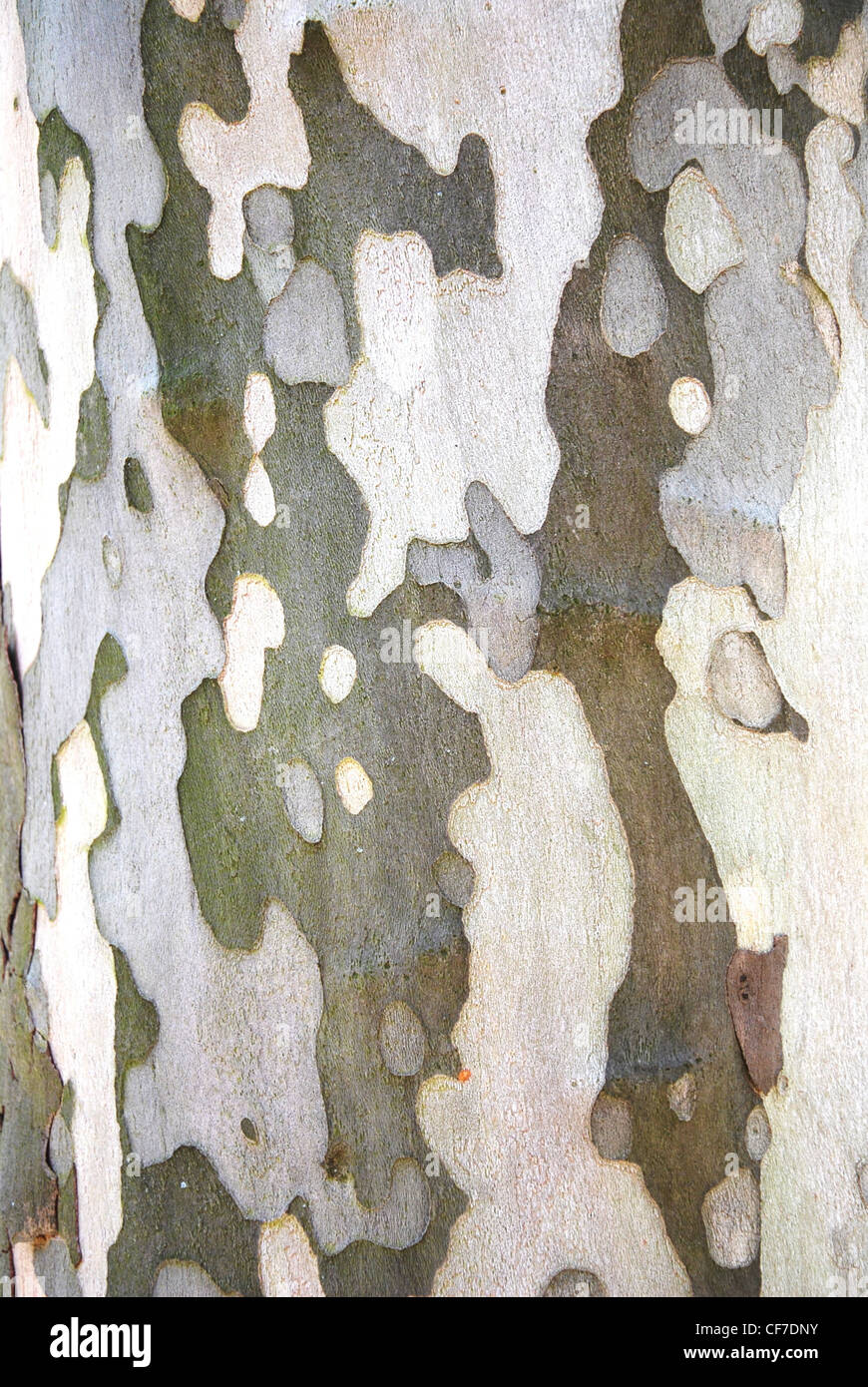 Tree,corteccia,texture,cortex,pattern,abstract,la cotenna Foto Stock