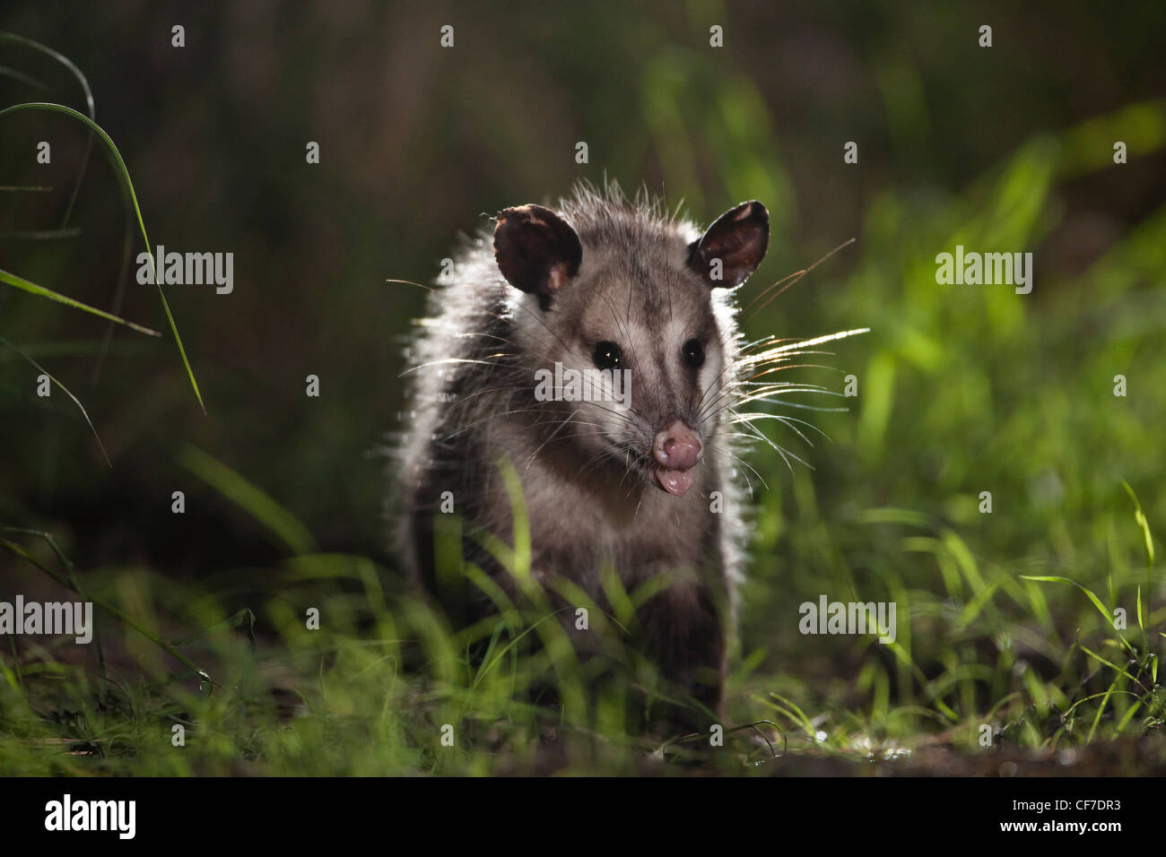 Virginia opossum di notte in Texas Foto Stock