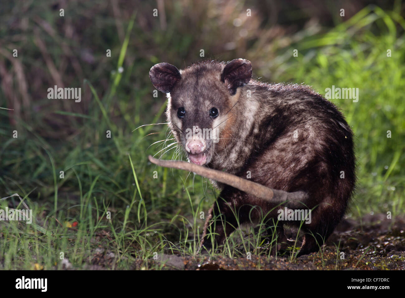 Virginia opossum di notte in Texas Foto Stock