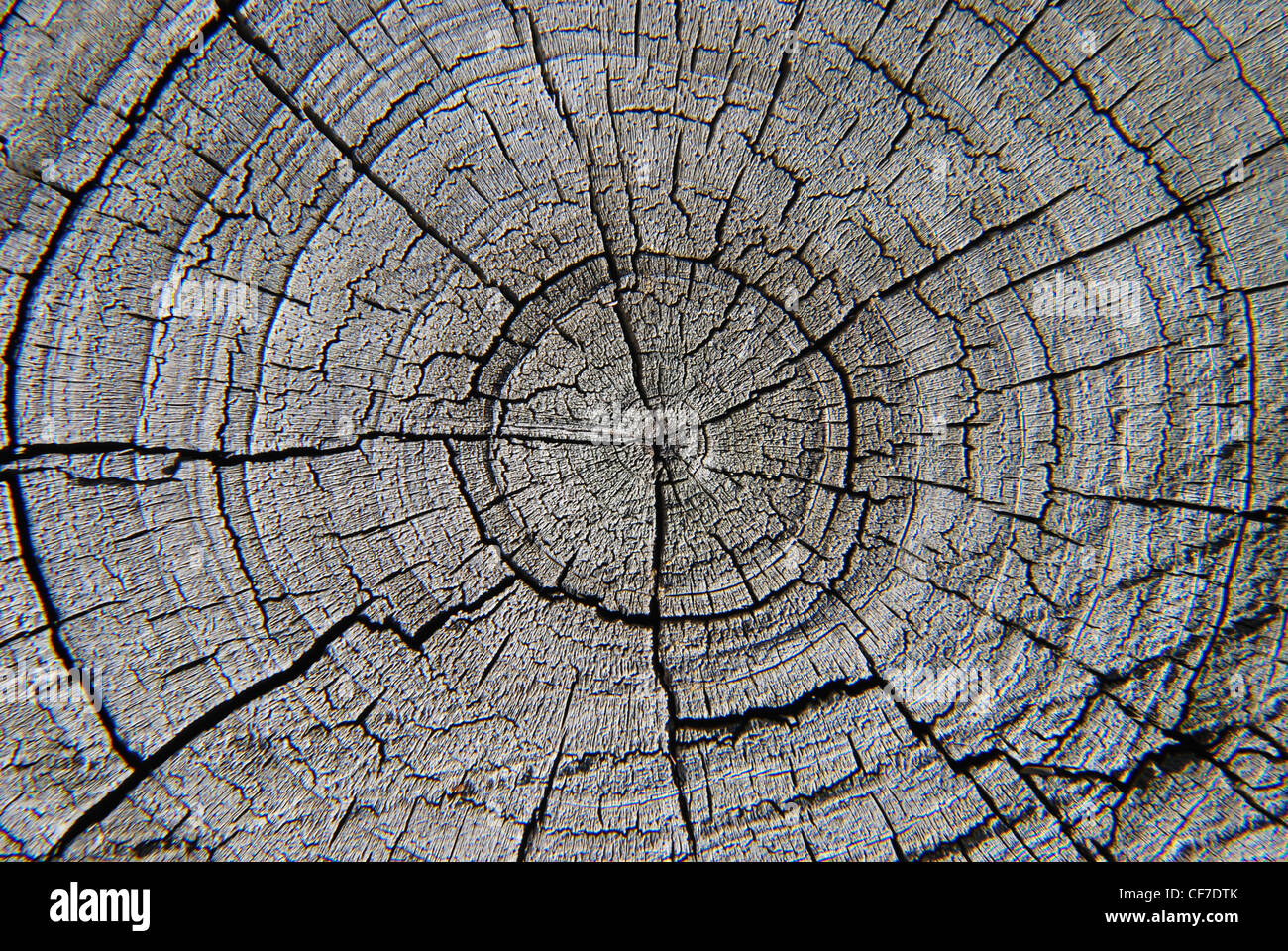Tree,corteccia,circle,texture,cross,ruvida scorza,,diagonal Foto Stock