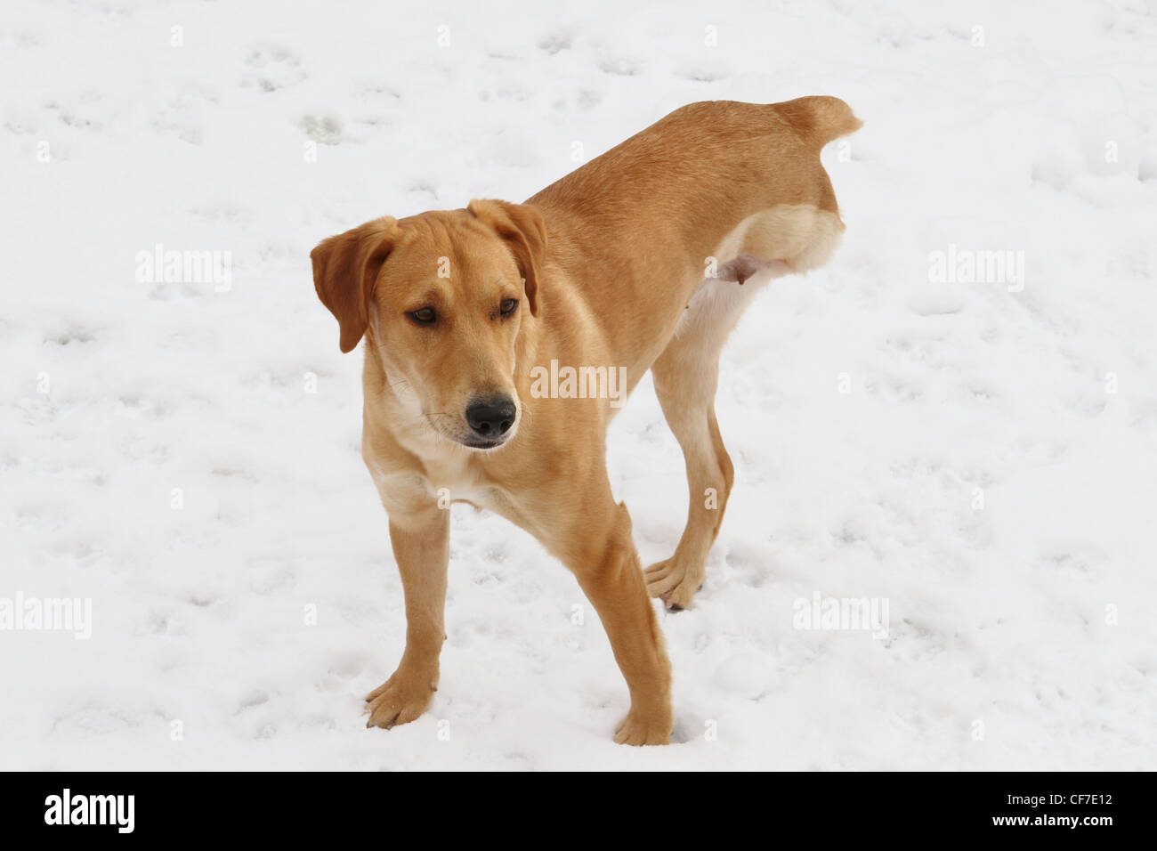 Un Cane su tre zampe in piedi nella neve. Foto Stock