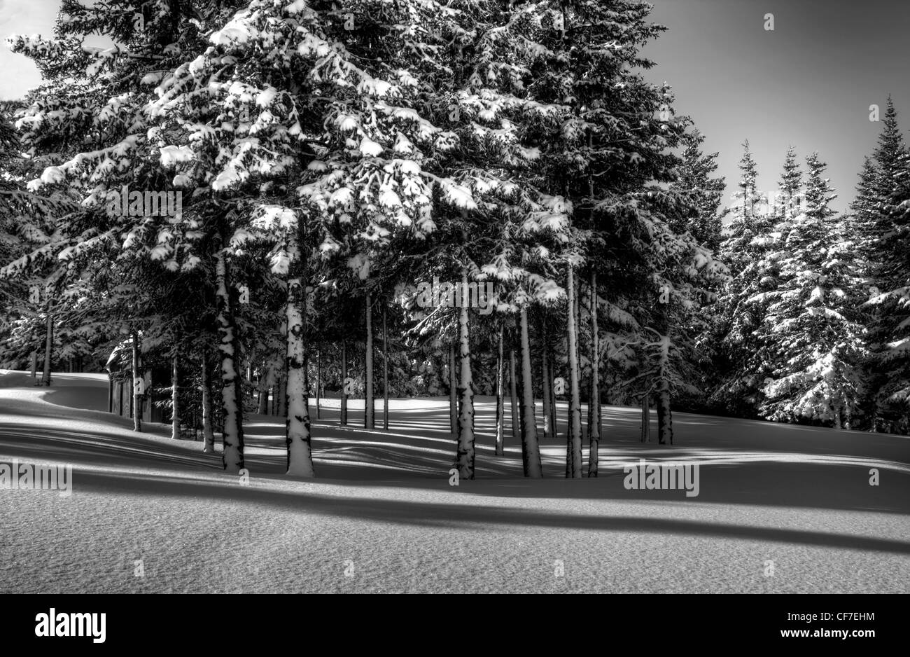 Scena invernale con abeti rossi e le ombre nella neve in bianco e nero. Foto Stock