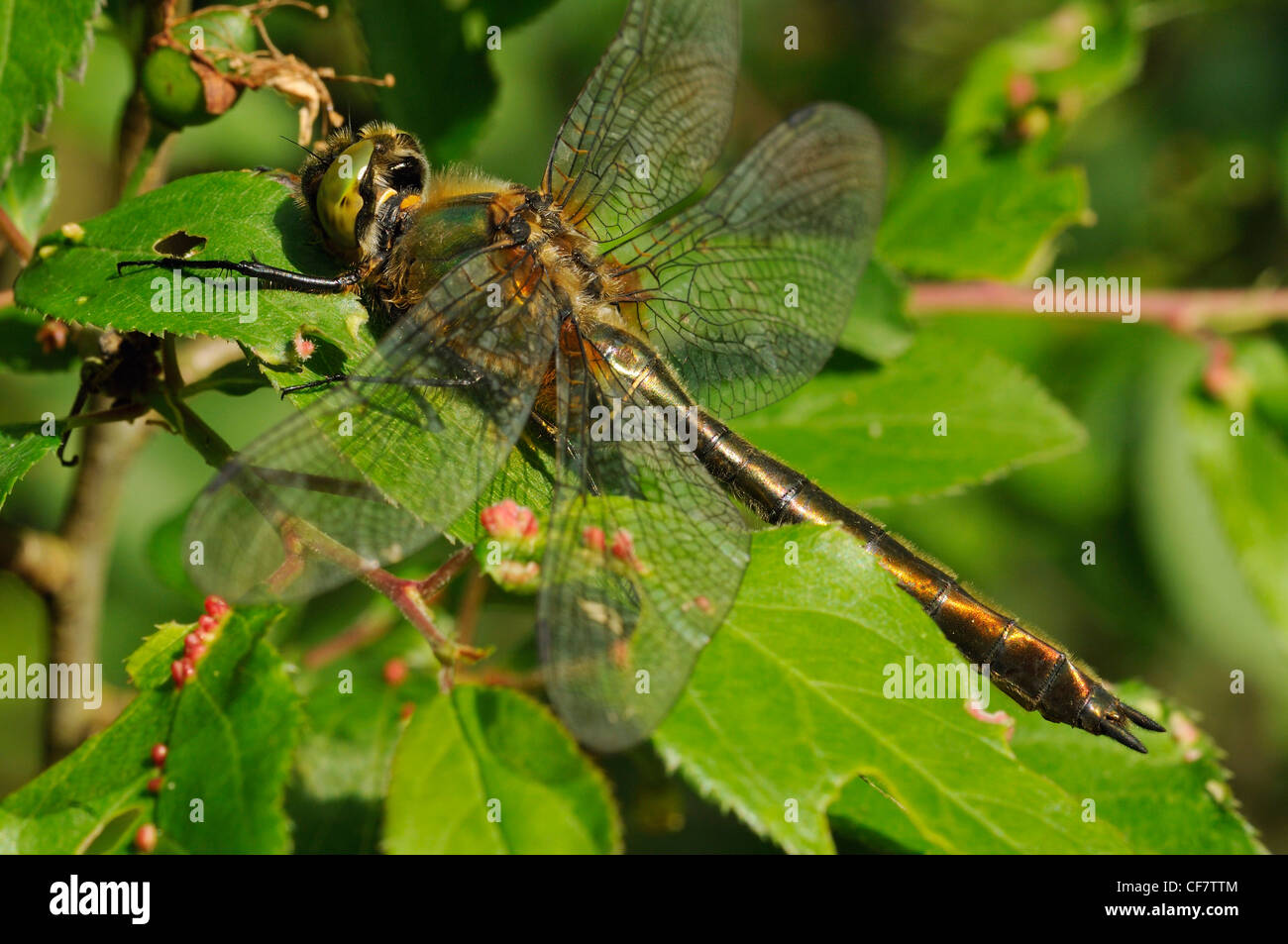 Roverella Libellula Smeraldo - Cordulia aenea femmina Foto Stock