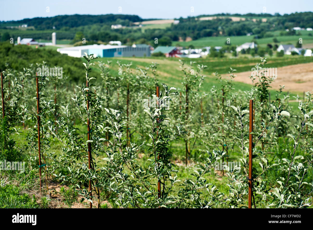Picchetti tenendo premuto fino appena piantato alberi in apple Orchard Foto Stock