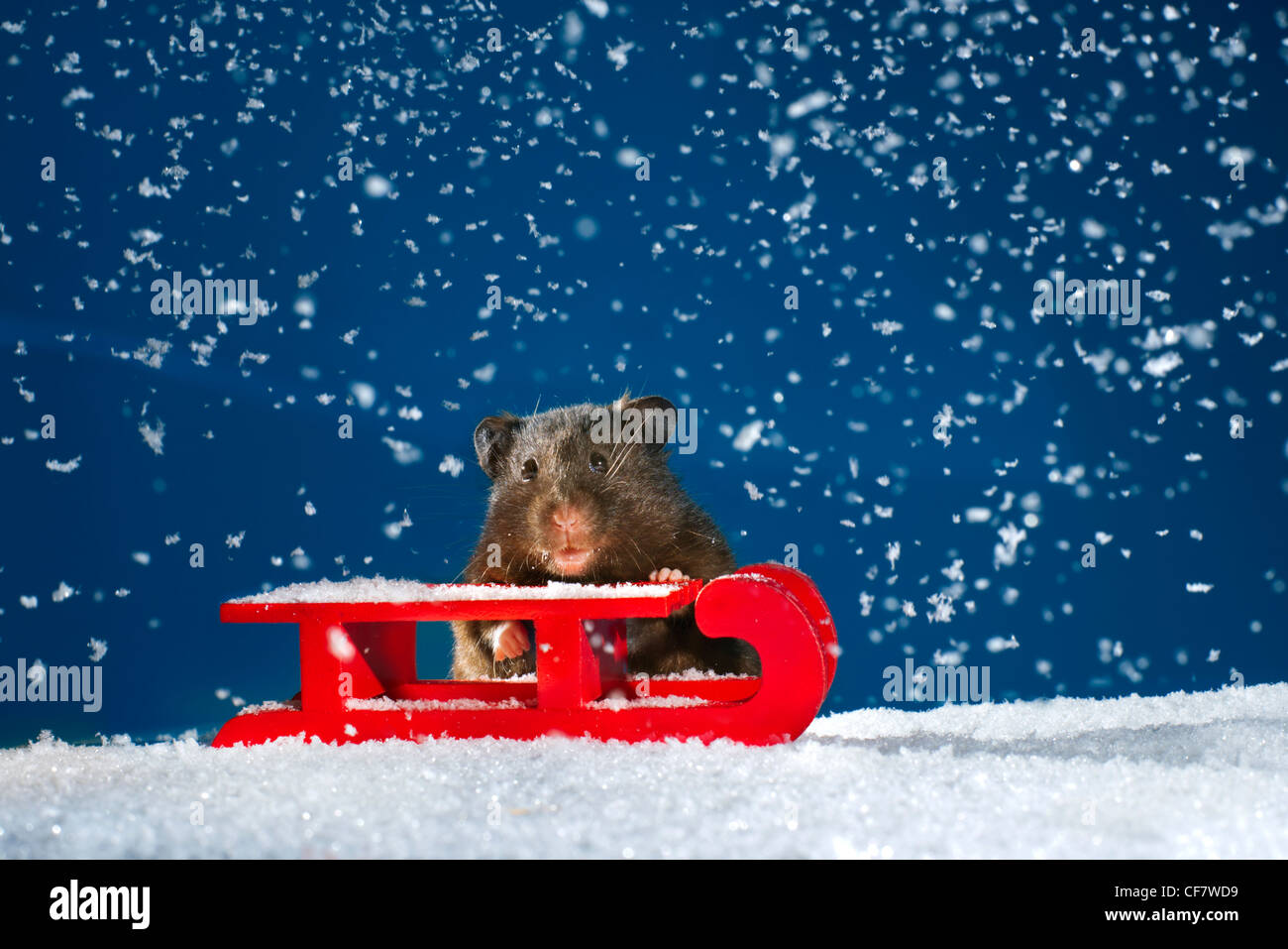 Inverno studio criceto snow ice ghiacciate nevoso sleigh-riding sleigh cavalcare slittino slitta slittino divertente funny rosso blu nevicata xmas chris Foto Stock
