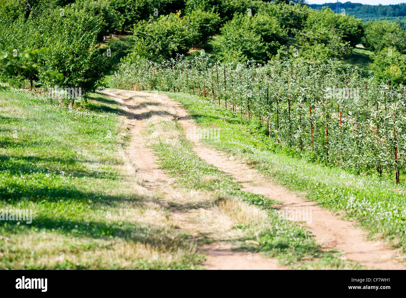 Sentiero attraverso apple orchard a Westminster Md Foto Stock
