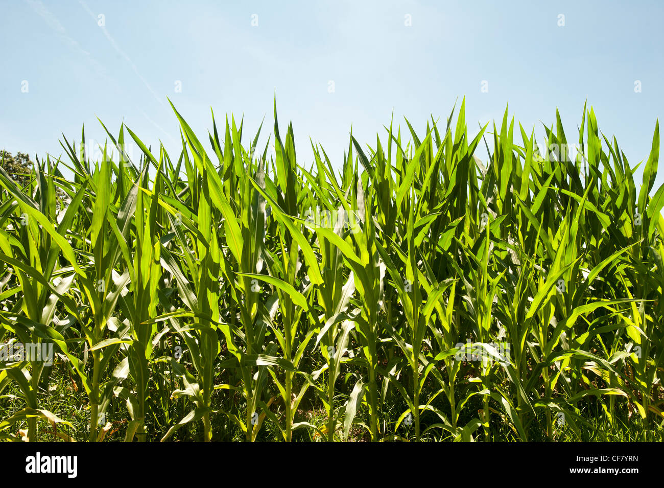 Campo di grano raccolto in estate il sole Foto Stock