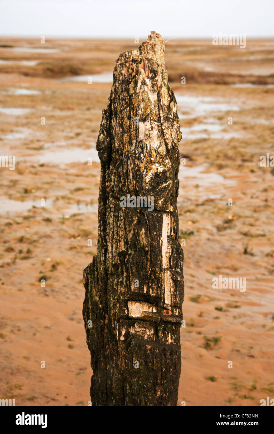 La parte superiore di un montante a spiovente ha rivelato a bassa marea a Stiffkey Freshes, Norfolk, Inghilterra, Regno Unito. Foto Stock