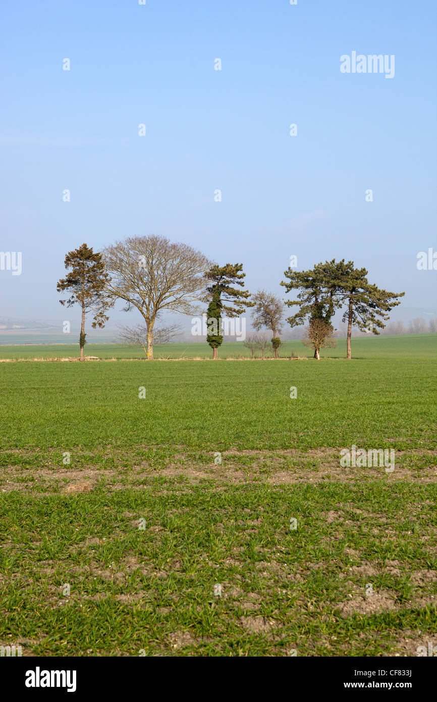 Fila di alberi all'inizio della primavera Foto Stock