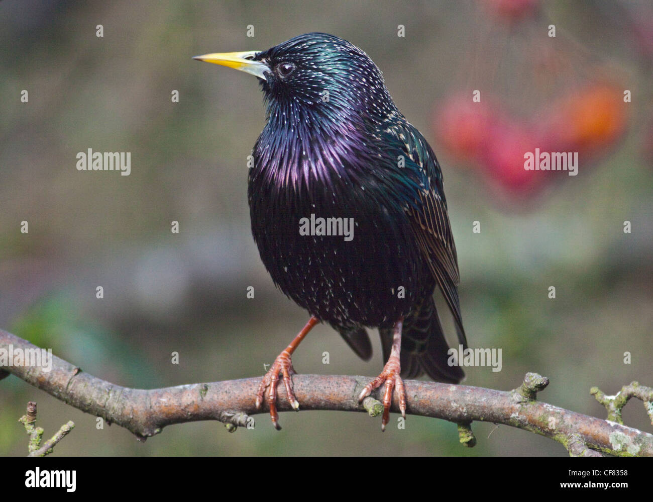 Starling comune (sturnus vulgaris) Foto Stock