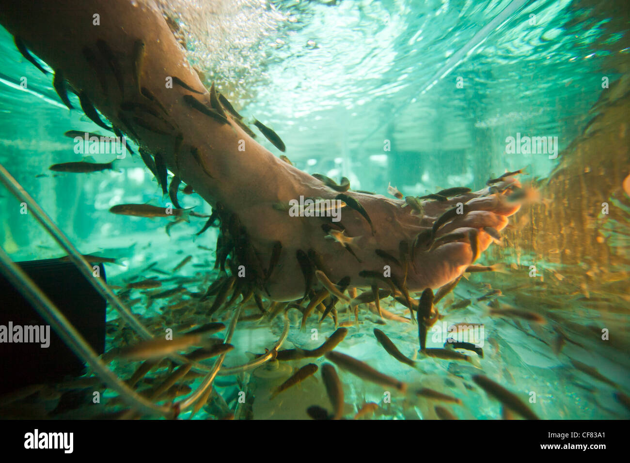 Indonesia asia, isola di Bali, Ubud, Turco, pelle, pesce, terapia, pulizia, pesce, acqua, turismo, attrazione, relax, alimentazione Foto Stock