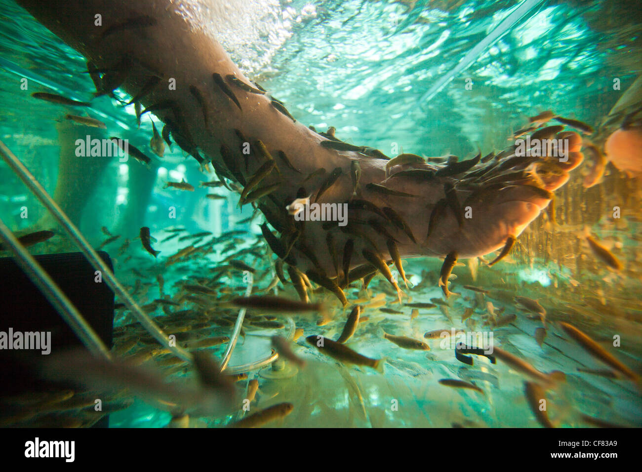 Indonesia asia, isola di Bali, Ubud, Turco, pelle, pesce di mangiare la pelle umana, terapia, pulizia, pesce, acqua, il turismo, l'attrazione Foto Stock