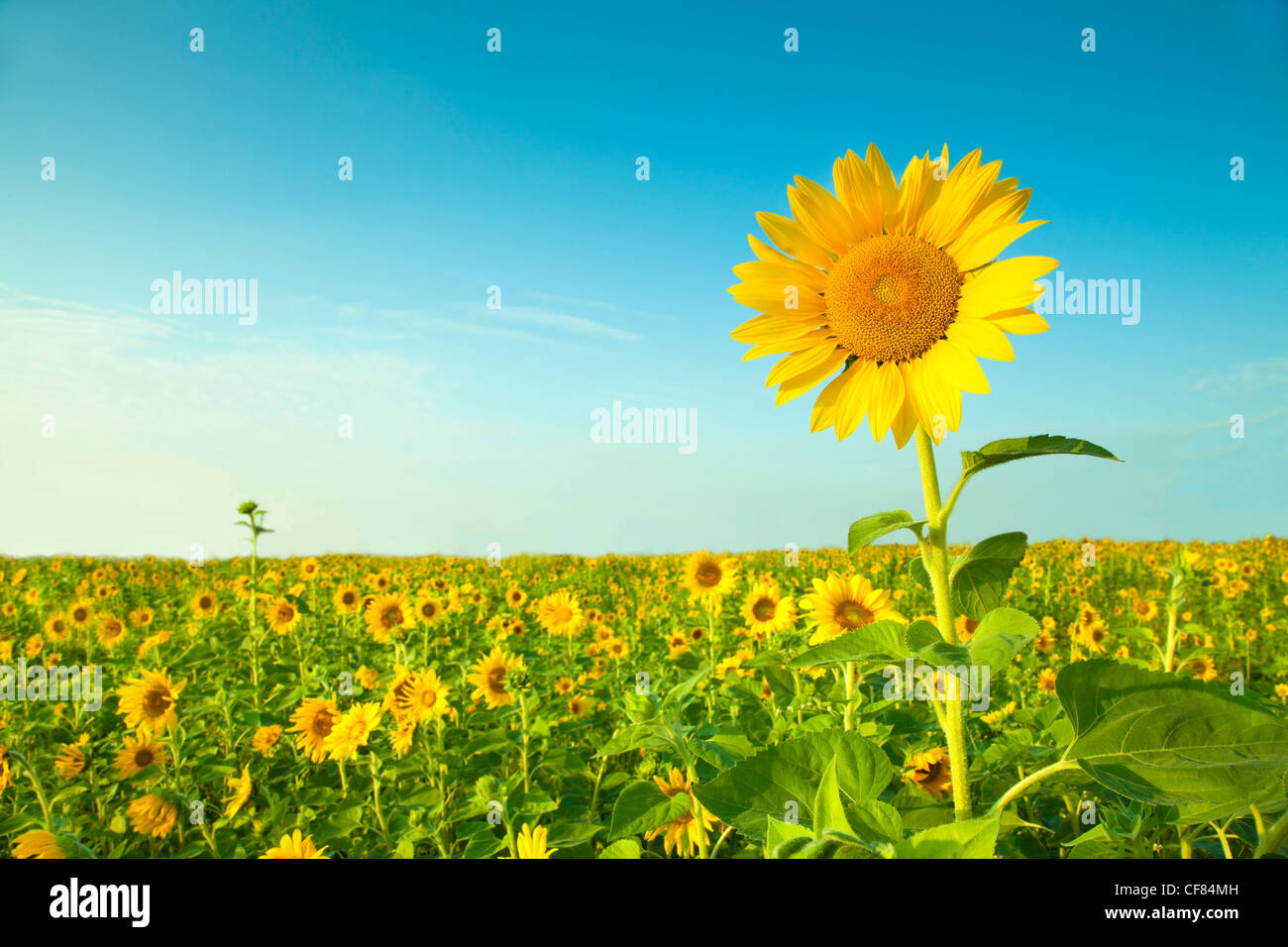 campo di girasoli Foto Stock
