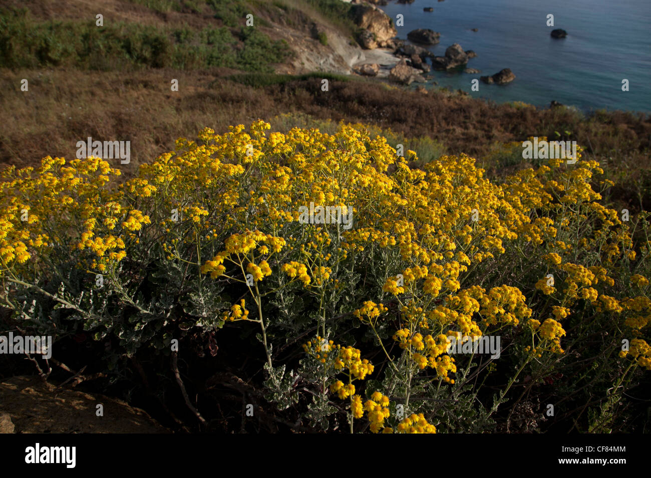Impianto costiera chiamata mare erba tossica fiore in giugno a Gozo a Malta. Foto Stock