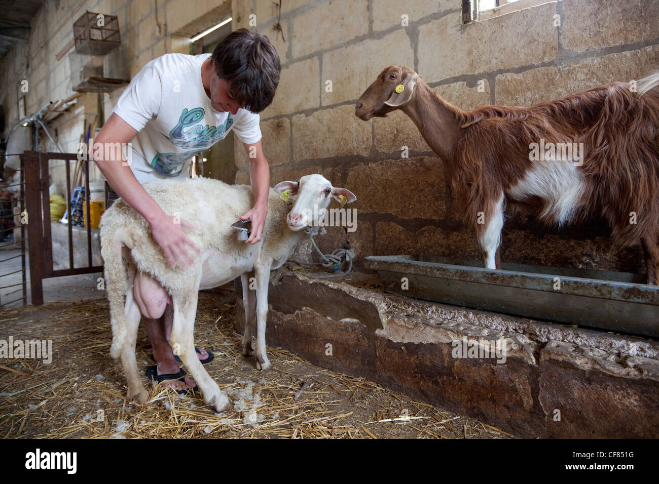 Un giovane turista taglia il pelo di una pecora durante una giornata presso una pecora-farm come parte di una esperienza di fattoria a Gozo, Malta. Foto Stock