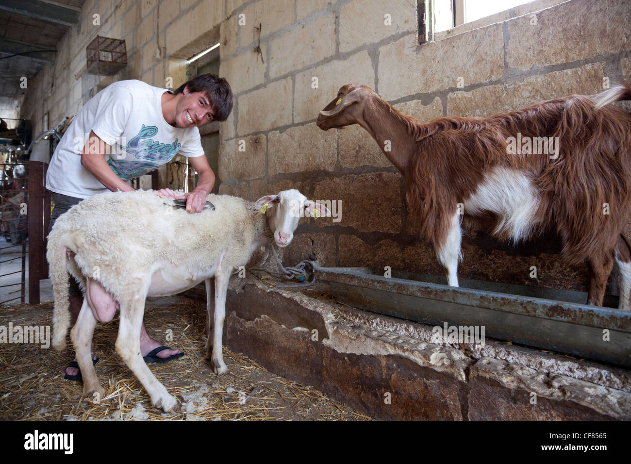 Un giovane turista taglia il pelo di una pecora durante una giornata presso una pecora-farm come parte di una esperienza di fattoria a Gozo, Malta. Foto Stock