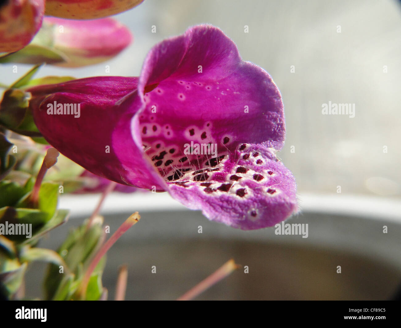Un viola Foxglove flower Foto Stock
