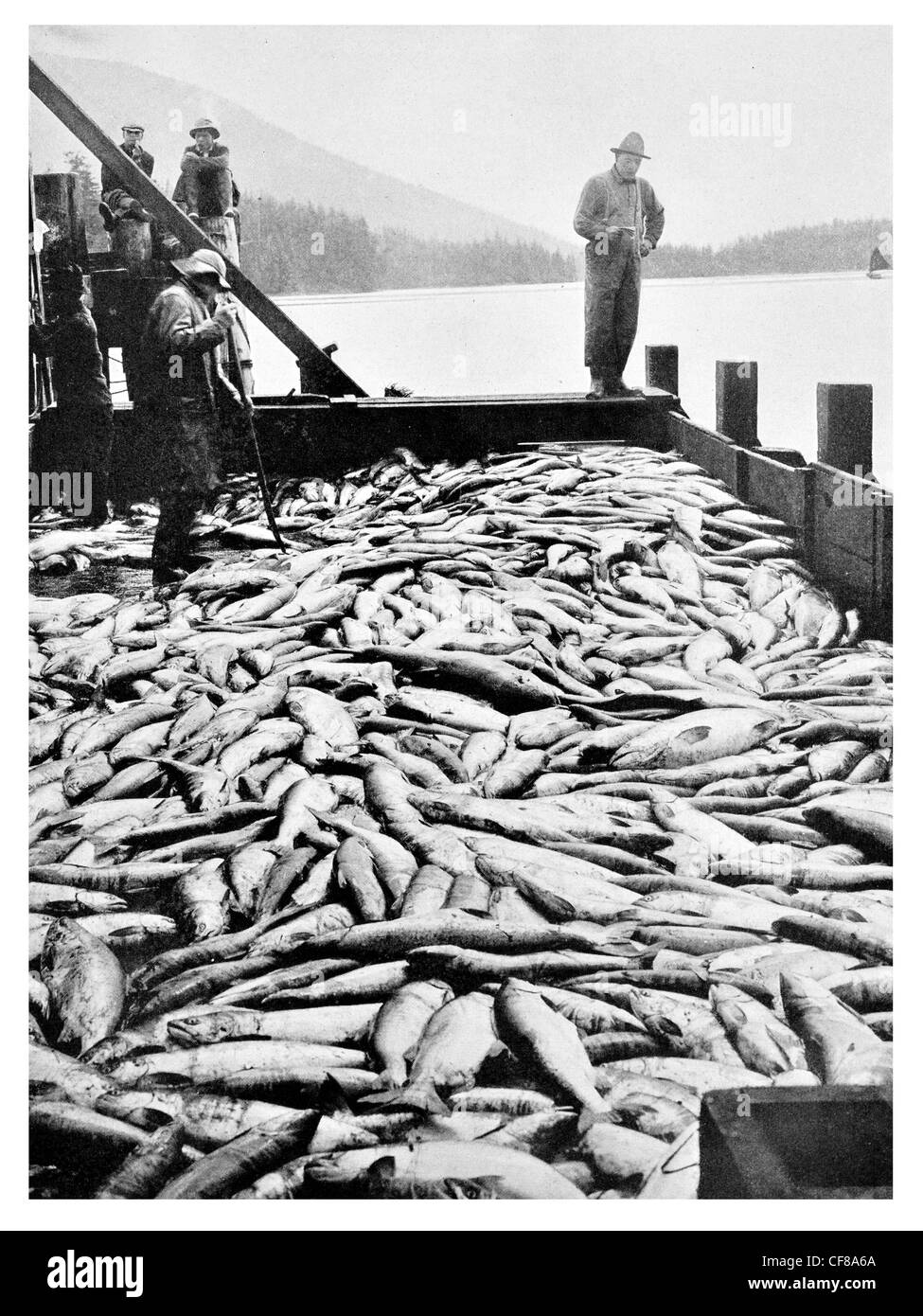 1926 Scowload del pescato fresco salmone British Columbia Skeena River la pesca di pesci Foto Stock