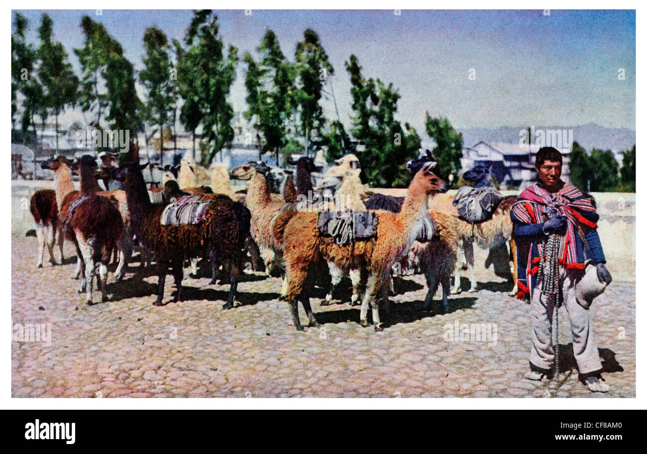 1927 Llama Perù Foto Stock
