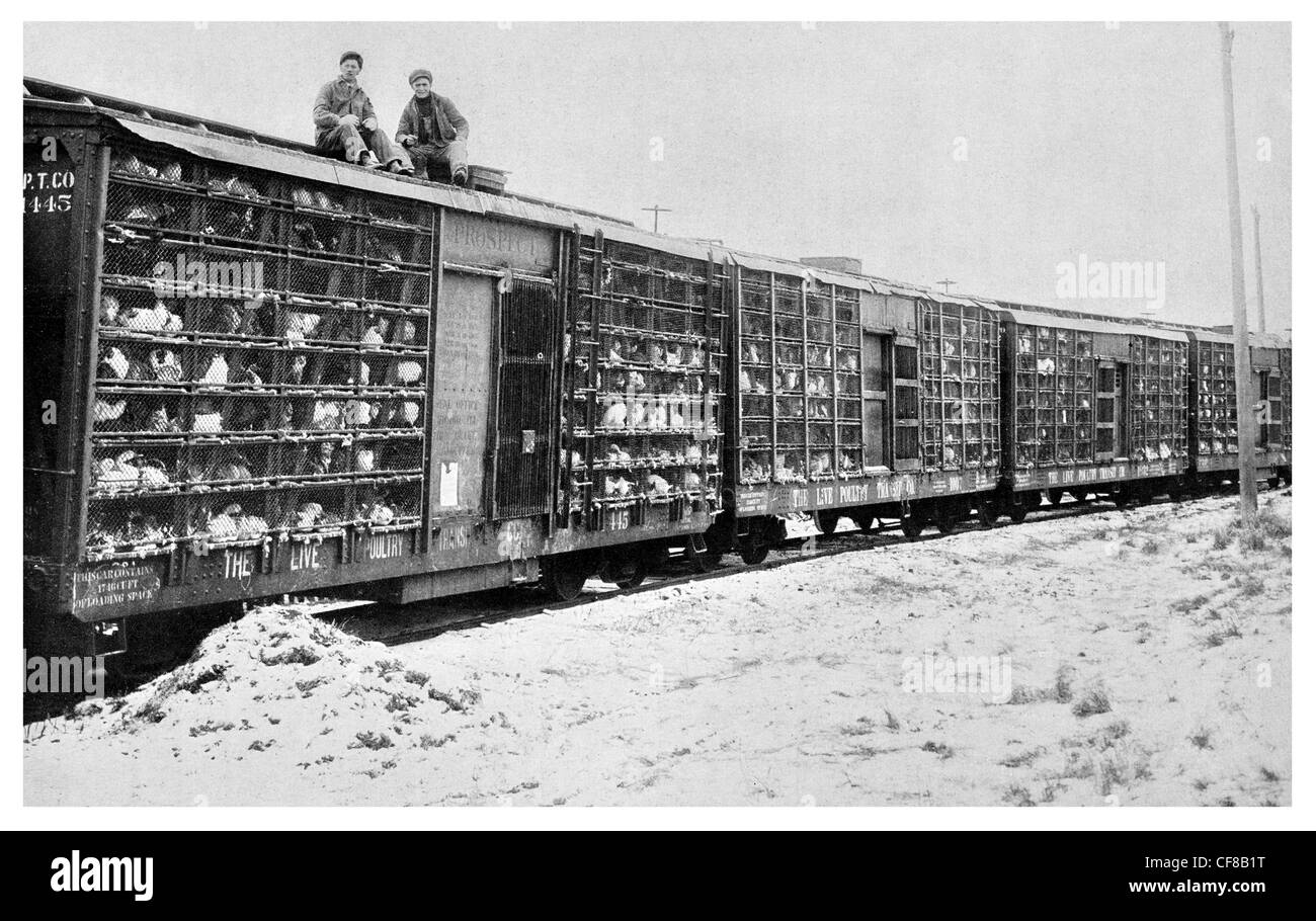 Il pollame treno merci ferroviario trasporto polli pollo 1927 Foto Stock