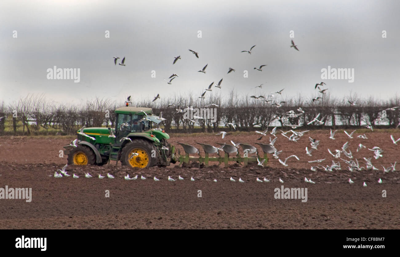 Contadino nel trattore campo di aratura in primavera, essendo seguita da uccelli in Lymm, Cheshire, Inghilterra, Regno Unito Foto Stock