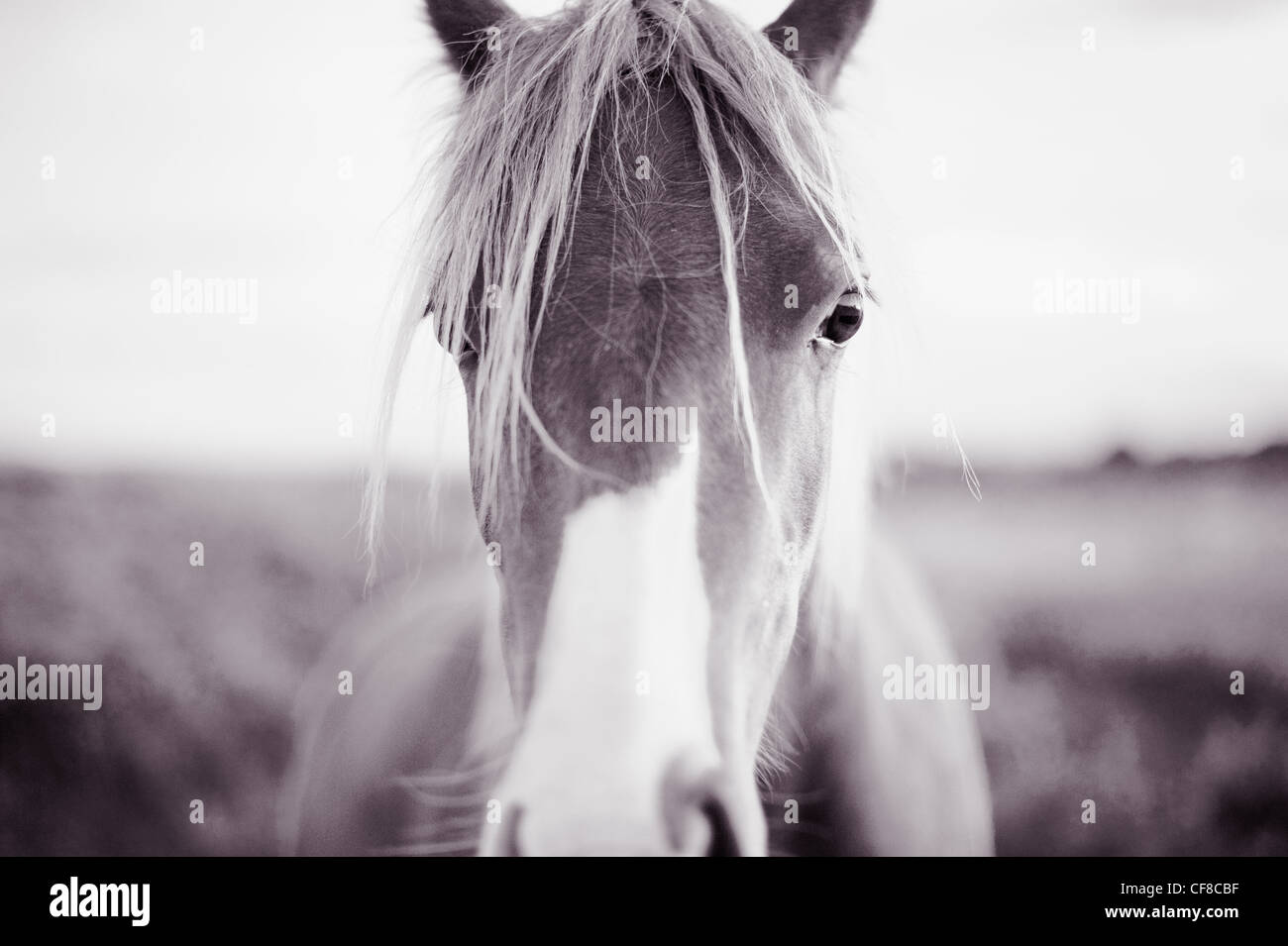 Close up ritratto di un cavallo Foto Stock